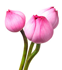 Image showing Bouquet lotus buds isolated on white background