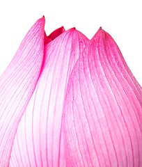 Image showing Pink lotus isolated on white background