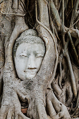 Image showing Buddha head in a tree trunk, Wat Mahathat