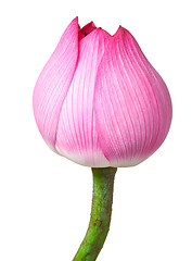 Image showing Lotus bud isolated on white background