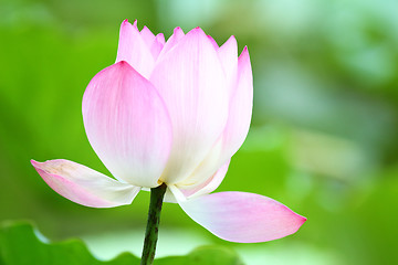 Image showing Pink lotus close up