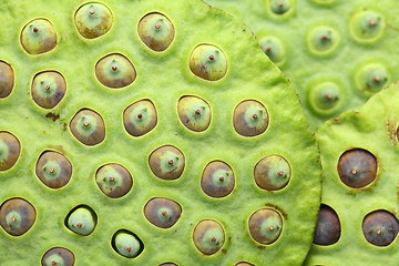 Image showing Lotus seed pod close up