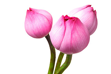 Image showing Lotus buds isolated on white background