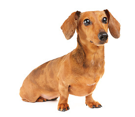 Image showing Dachshund dog portrait