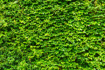 Image showing Green ivy leaves