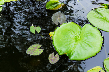 Image showing Lily pads on water surface