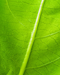 Image showing green leaf texture