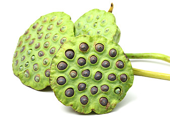 Image showing Bouquet of Lotus seed pod