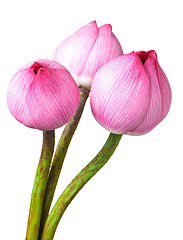 Image showing Bouquet lotus buds isolated on white background