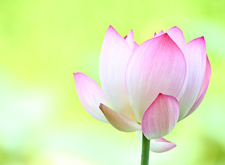 Image showing Pink lotus