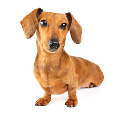 Image showing Dachshund dog portrait