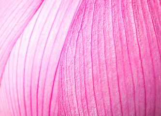 Image showing Pink lotus petal close up