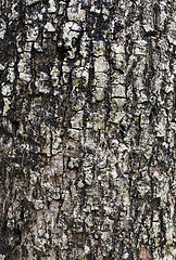 Image showing Tree bark texture