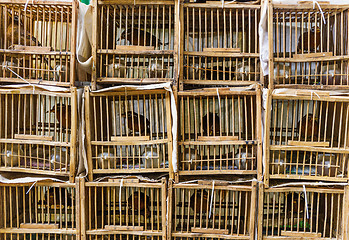 Image showing Bird Market in Hong Kong