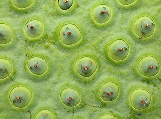 Image showing Lotus seed pod close up