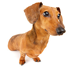 Image showing Dachshund dog