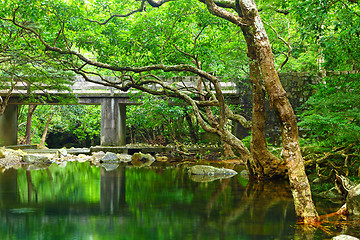 Image showing Forest with lake