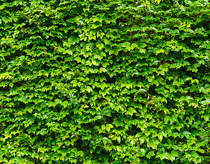 Image showing Green leaves wall background