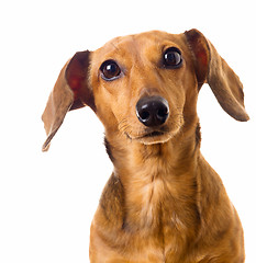 Image showing Hesitate of Dachshund dog