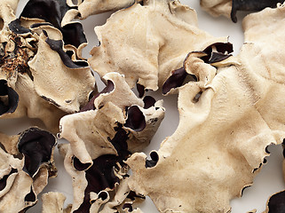 Image showing Dried black fungus