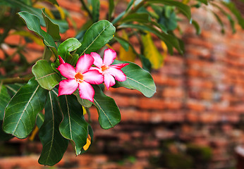 Image showing Pink flower