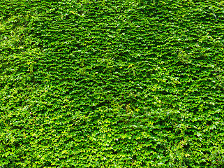 Image showing Bright green ivy leaves background