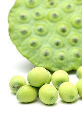 Image showing Fresh lotus seeds and pod