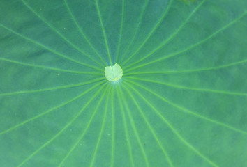 Image showing Lotus leaves texture