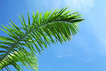 Image showing Green leaf of coniferous tree