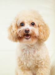 Image showing Dog poodle smile