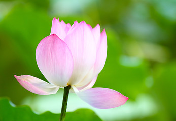 Image showing Lotus pond