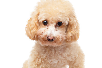 Image showing Dog poodle isolated on white background