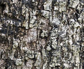 Image showing Close up of tree bark