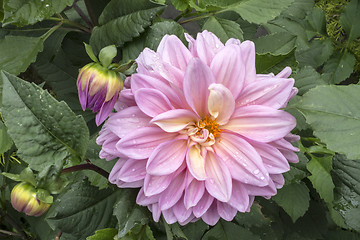 Image showing  Paeonia lactiflora