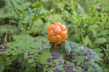 Image showing Fresh Cloudberry