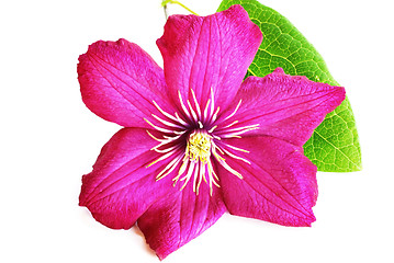 Image showing Pink clematis flower