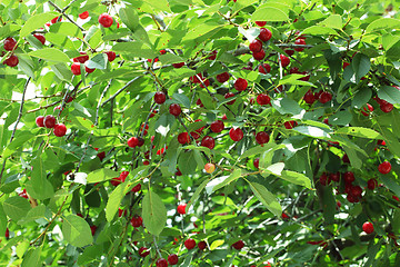 Image showing cherries