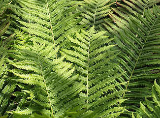 Image showing Green fern leaf 