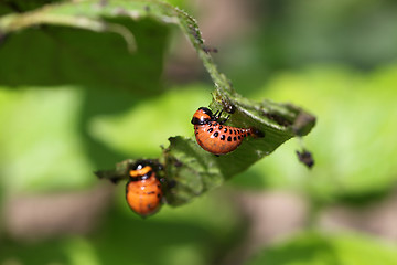 Image showing Colorado beetle