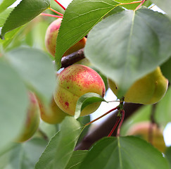 Image showing yellow apricots 