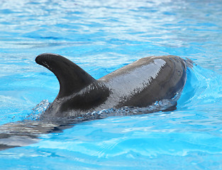 Image showing Dolphin