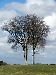 Image showing Tree Landscape