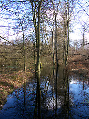 Image showing Tree Reflection