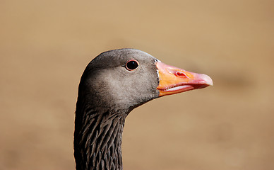 Image showing Closeup of a greylag goose head 