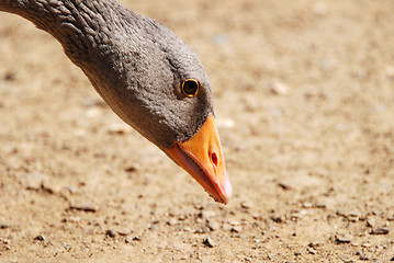 Image showing Greylag goose bending to the ground to feed