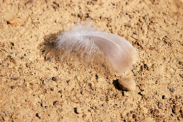 Image showing Delicate feather on stony, hard ground