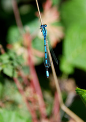 Image showing Common blue damselfly