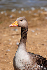 Image showing Greylag goose standing by the water