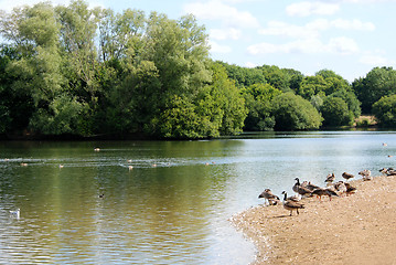 Image showing Greylag and Canada geese by a lake in the summer