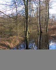 Image showing Tree Reflection